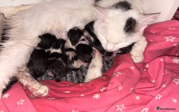Domestic Shorthair cats for sale: Kittens for sale  - Image 3