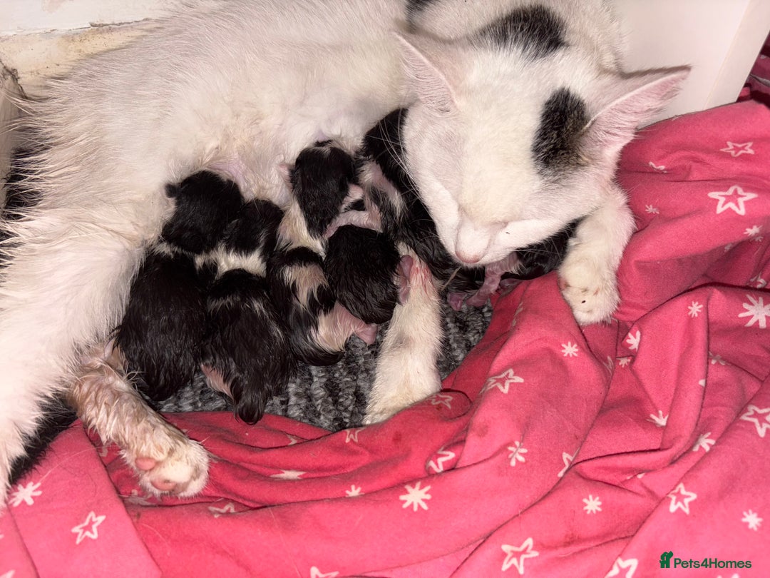 Domestic Shorthair cats for sale: Kittens for sale  - Image 3