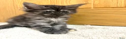 Maine Coon cats for sale: Stunning Fluffy Maine Coons - Advert 19