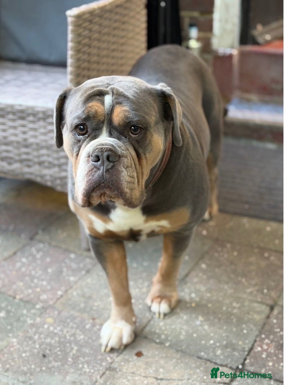Olde English Bulldogge dogs for sale: Blue tri olde English bulldog fluffy - Advert 1