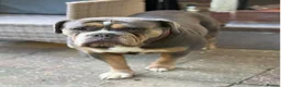 Olde English Bulldogge dogs for sale: Blue tri olde English bulldog fluffy - Advert 1