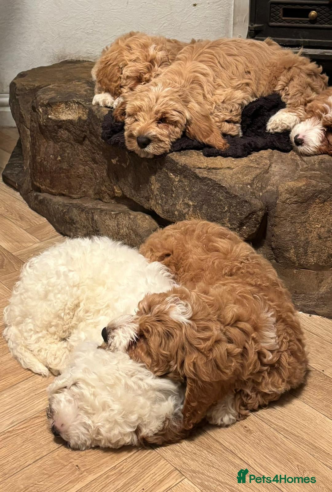 Australian Labradoodle dogs for sale: Australian Labradoodles for Sale - Advert 26