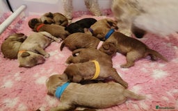Cavapoo dogs for sale: Cute bundles of sweetness  - Image 7