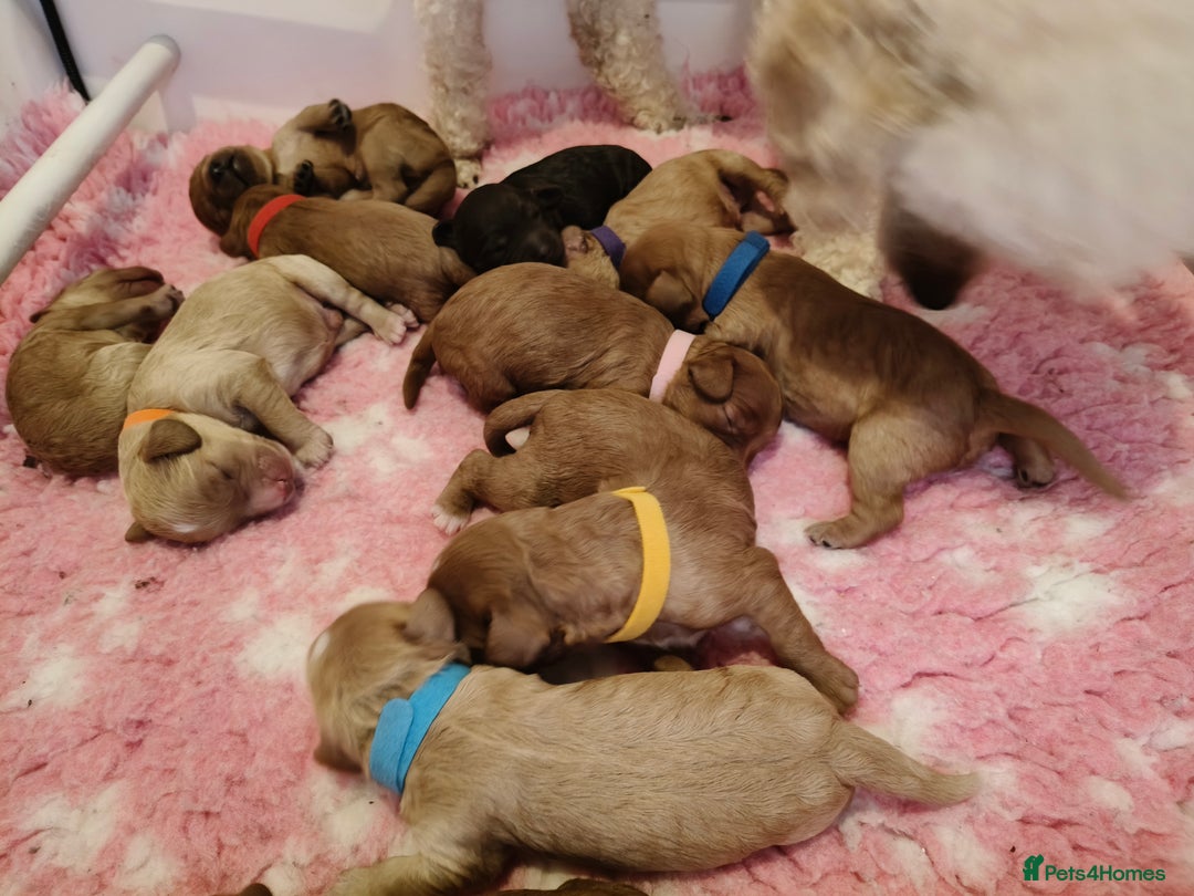 Cavapoo dogs for sale: Cute bundles of sweetness  - Image 7