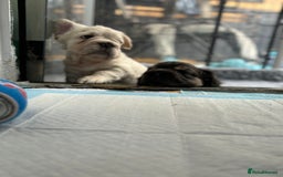 French Bulldog dogs for sale: Quality 5star🌟full visual fluffy French bulldogs  - Image 19