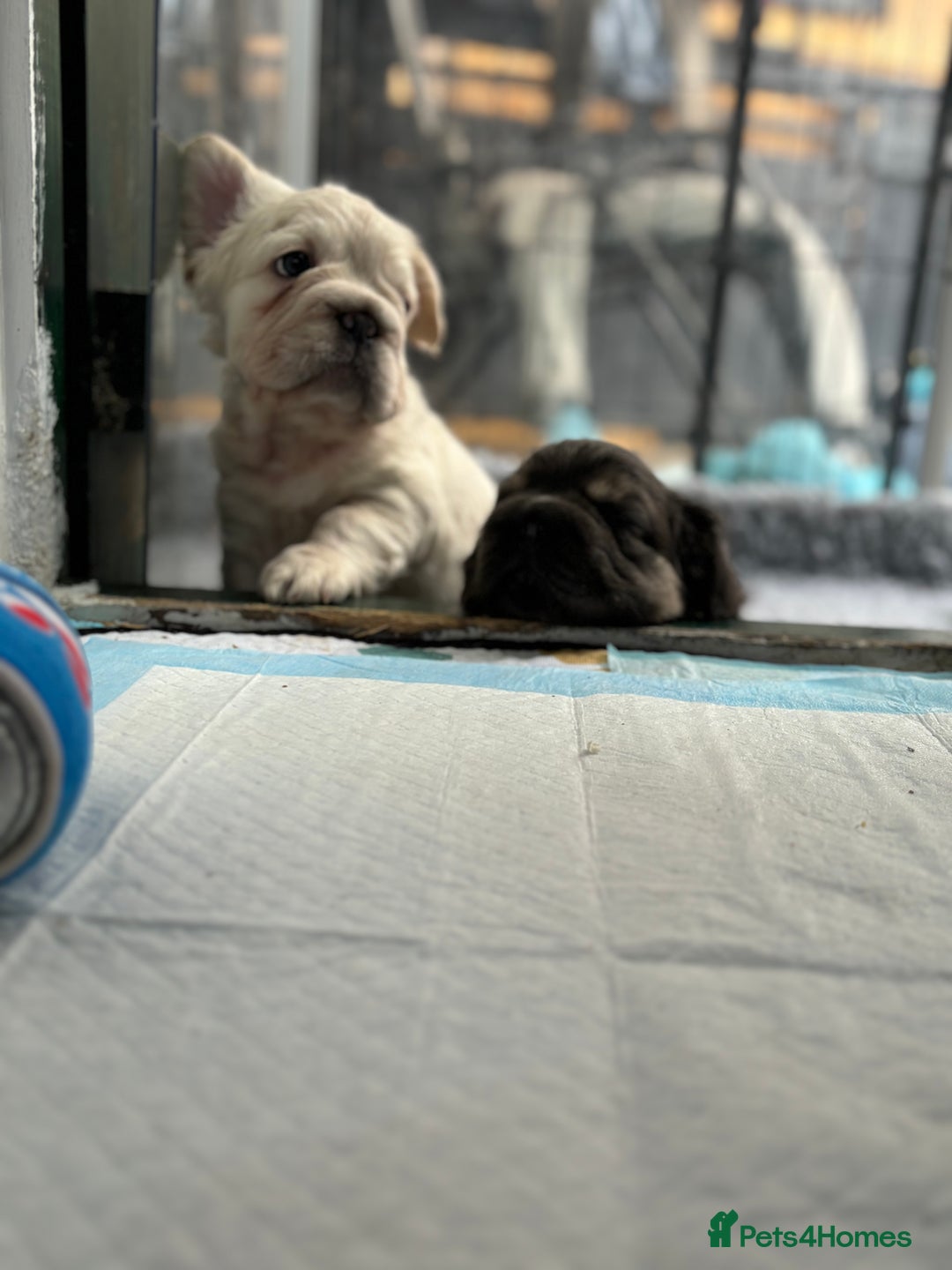 French Bulldog dogs for sale: Quality 5star🌟full visual fluffy French bulldogs  - Image 19