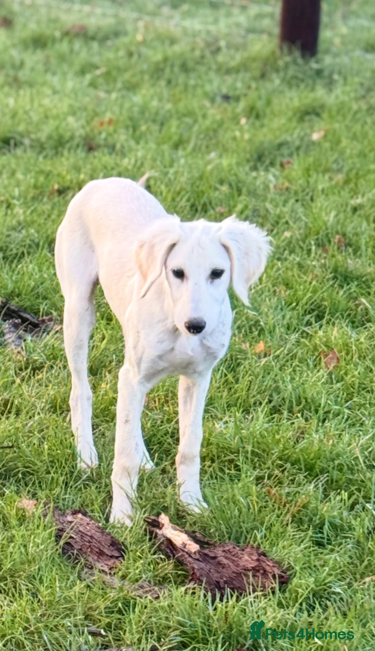 Saluki dogs Lovely Saluki Puppies - Advert 11