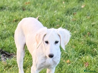 Saluki dogs Lovely Saluki Puppies - Advert 2