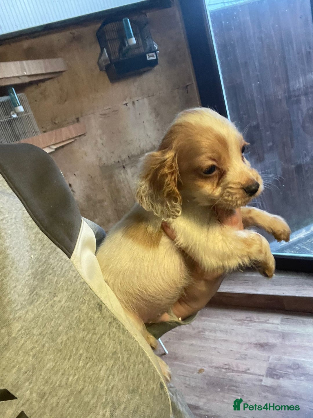 Cocker Spaniel dogs for sale: 3 loving boy cocker spaniels  - Advert 10