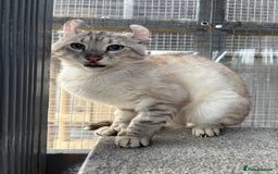 Keetso cats for sale: Rare polydactyl keetso male  - Image 4