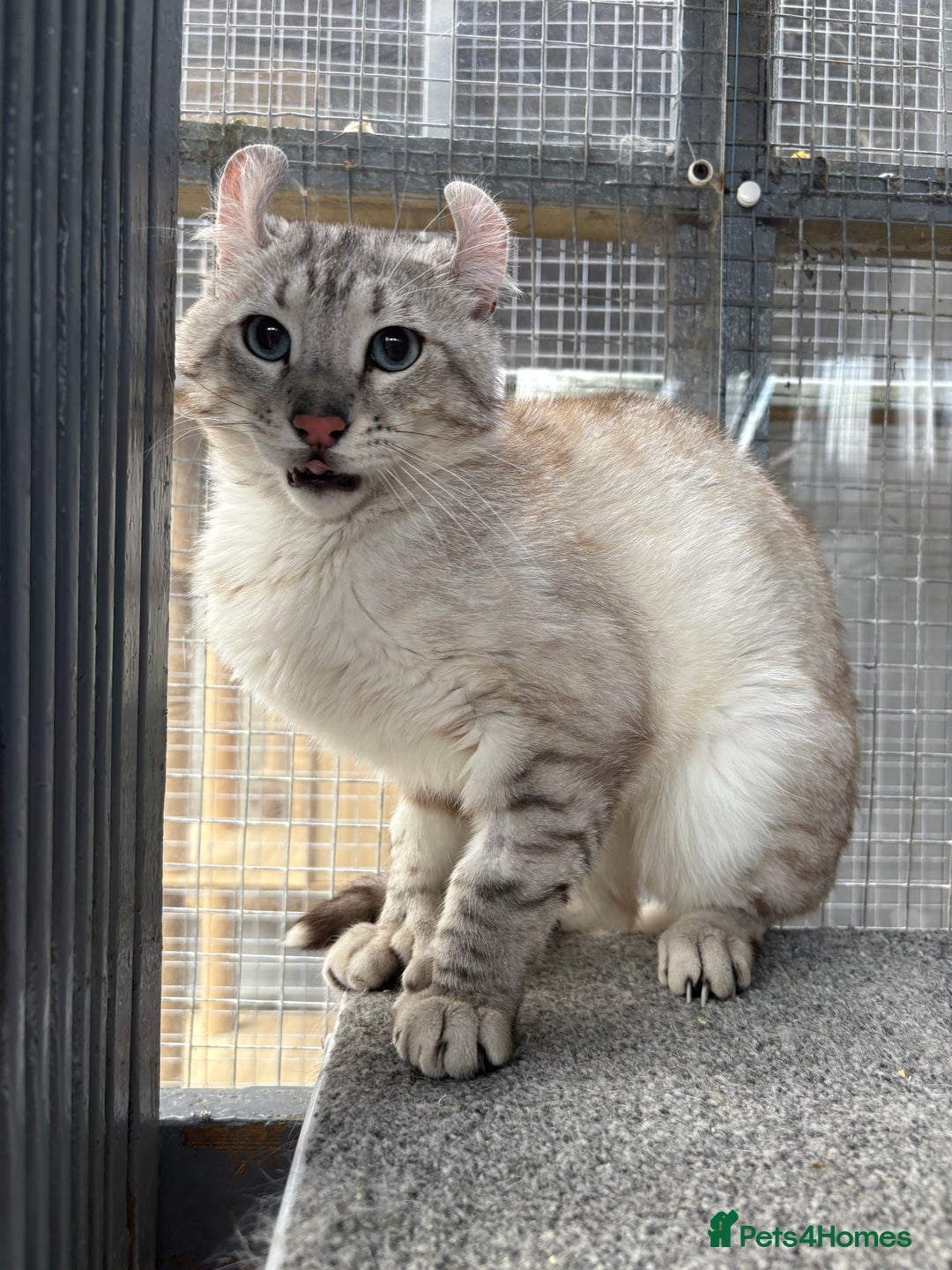 Keetso cats for sale: Rare polydactyl keetso male  - Image 4