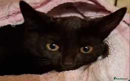 Mixed Breed cats for sale: Black Feral kitten looking for lots of TLC - Image 3