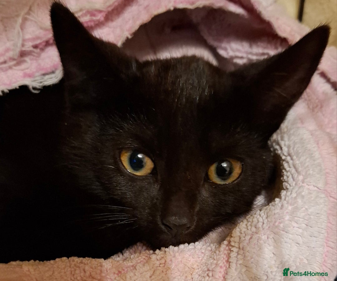 Mixed Breed cats for sale: Black Feral kitten looking for lots of TLC - Image 3
