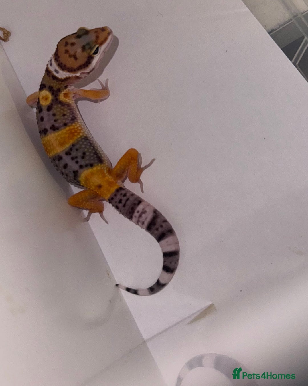 Gecko reptiles for sale: Babies & adults  - Image 8