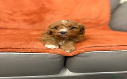Cavapoo dogs for sale: 4 F1 Cavapoo puppies  - Image 4