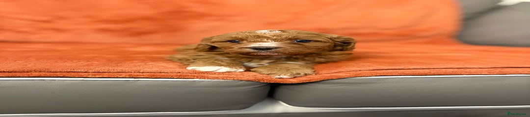 Cavapoo Puppy 2