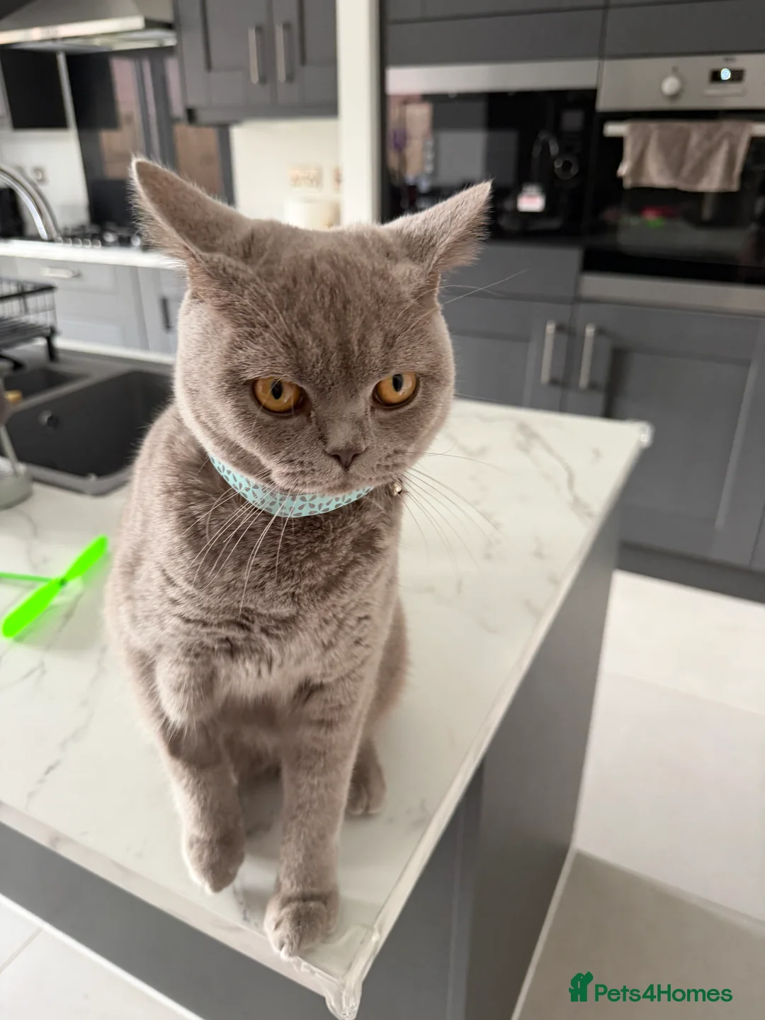 British Shorthair cats for sale: Qaswa  - Advert 5