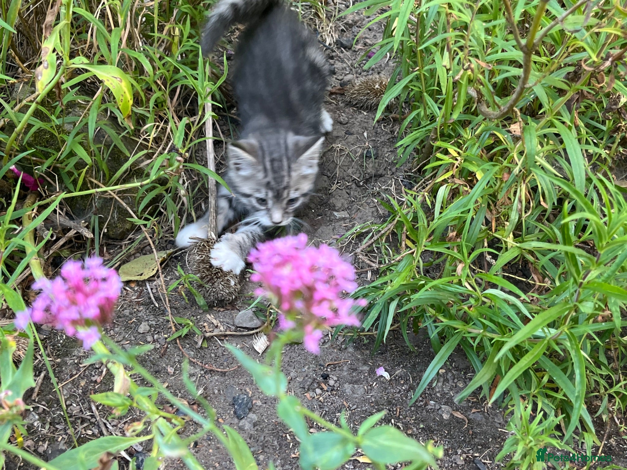 Mixed Breed cats Tabby kitten - Advert 3