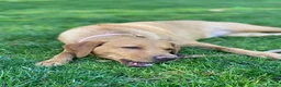 Labrador Retriever dogs for sale: Fox Red KC Registered Labrador Puppies🐾 in London - Advert 33