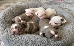Mixed Breed dogs for sale: Last Beautiful Pink Frenchton Boy Pup Available  - Image 32