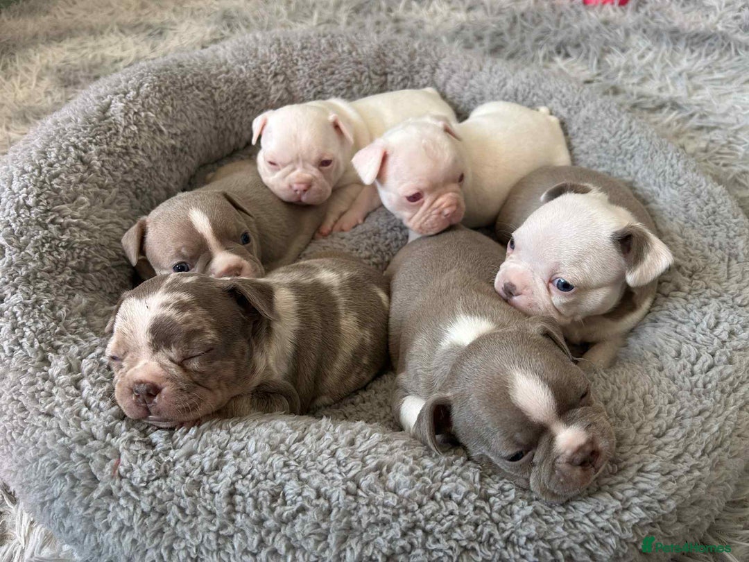 Mixed Breed dogs for sale: Last Beautiful Pink Frenchton Boy Pup Available  - Image 32