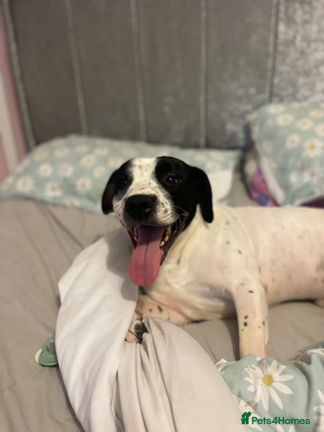 Staffordshire Bull Terrier dogs for sale: Harry💚 - Advert 5