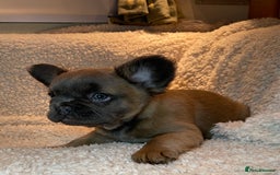 French Bulldog dogs for sale: Beautiful Fluffy Frenchie Pups - Advert 32