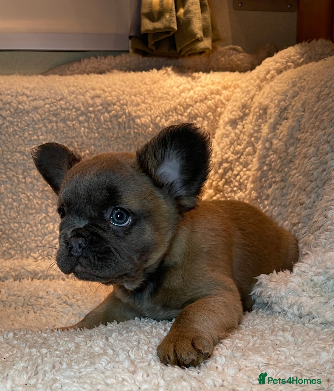 French Bulldog dogs for sale: Beautiful Fluffy Frenchie Pups - Advert 32