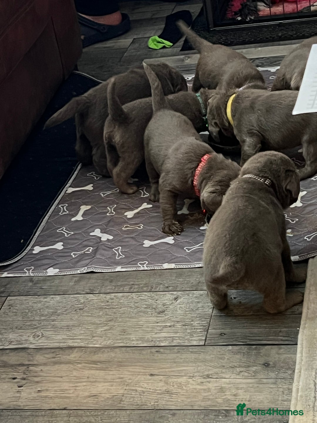 Labrador Retriever dogs for sale: Kc dna clear silver Labrador pups  - Advert 18