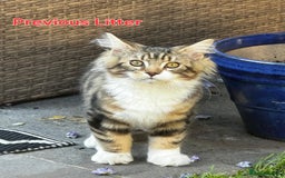 Maine Coon cats for sale: 100% Maine Coon Kittens DNA HEALTH TESTED PARENTS  - Image 9