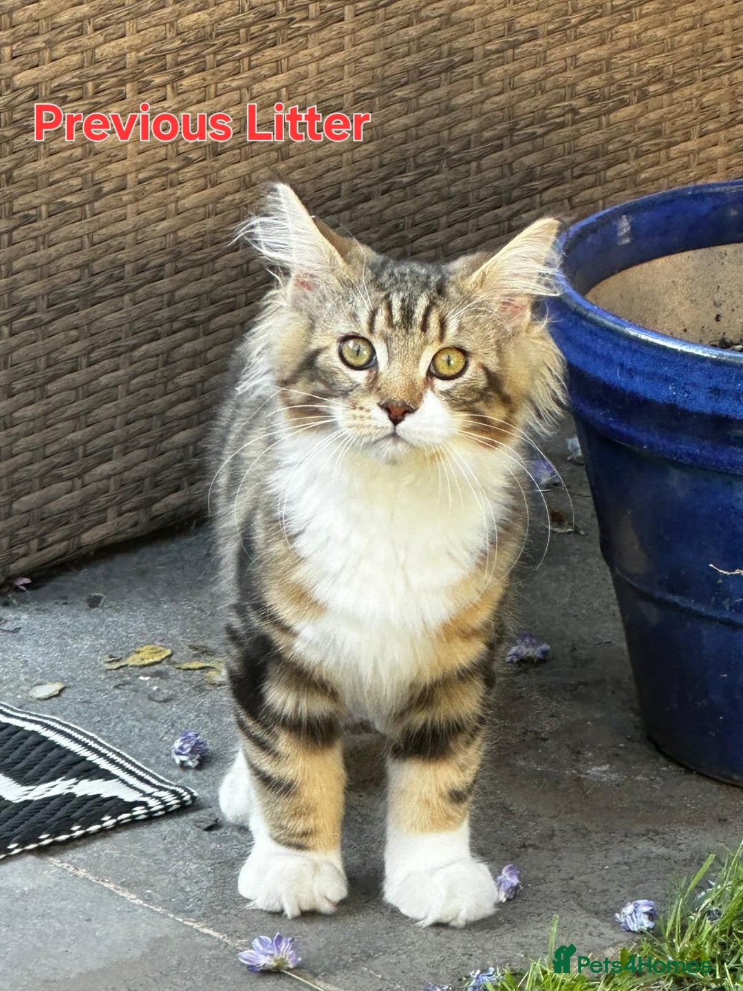 Maine Coon cats for sale: 100% Maine Coon Kittens DNA HEALTH TESTED PARENTS  - Image 9