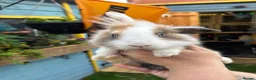 Harlequin rabbits for sale: Harlequin/ Rex baby bunnies  - Advert 2
