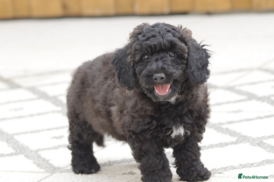 Poochon dogs for sale: F1 Poochon puppy for sale - Image 14