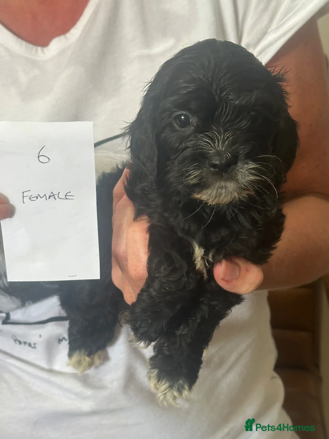 Mixed Breed dogs for sale: Cocker Spaniel x Cavapoo puppies available  - Advert 1