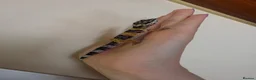 Leopard Gecko reptiles for sale: Baby leopard geckos - Advert 37