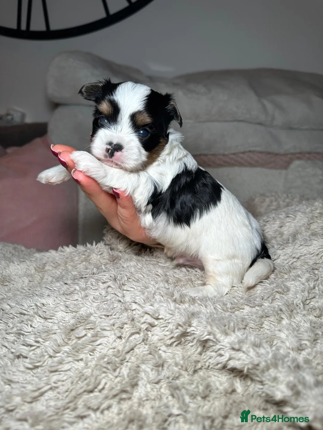 Yorkshire Terrier dogs for sale: Tiny Biewer Yorkshire Terrier Boy – DNA Tested - Advert 6