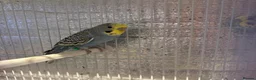 Budgerigars birds for sale: Baby budgies  - Advert 4