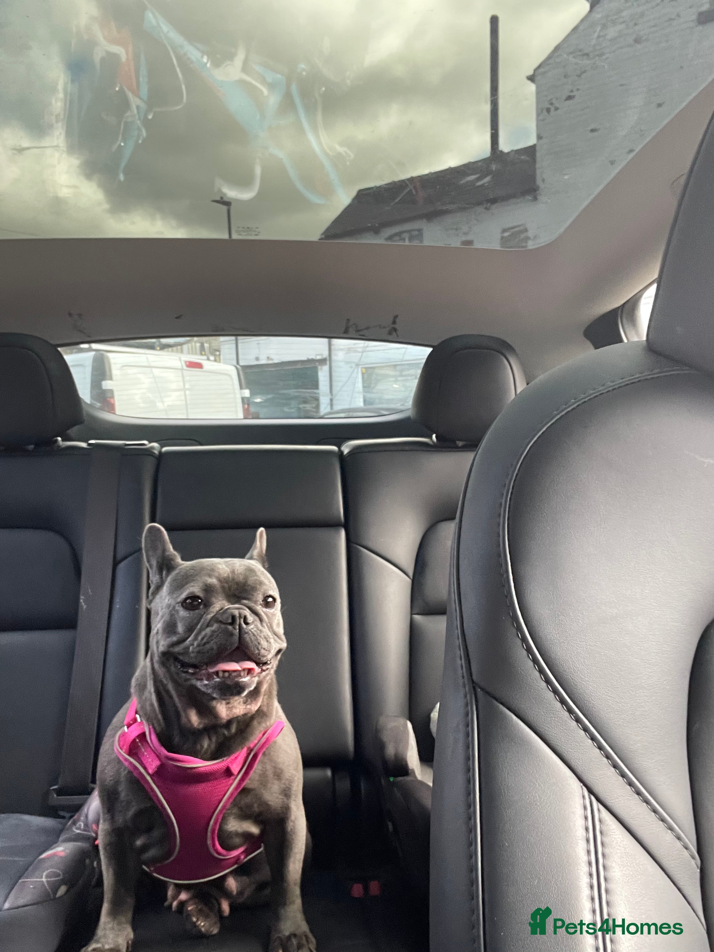 French Bulldog dogs for sale: French Bulldog  - Advert 2