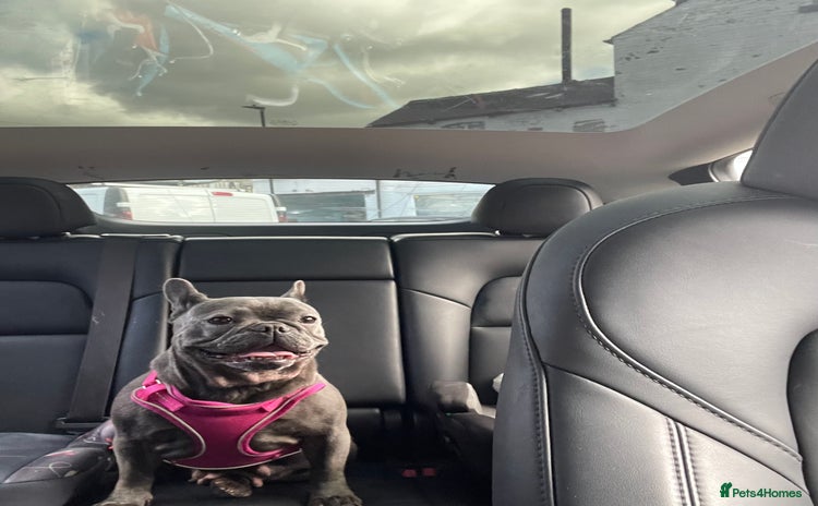 French Bulldog dogs - Advert 3
