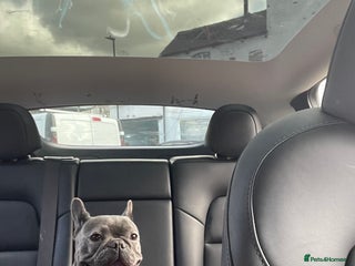 French Bulldog dogs - Advert 22