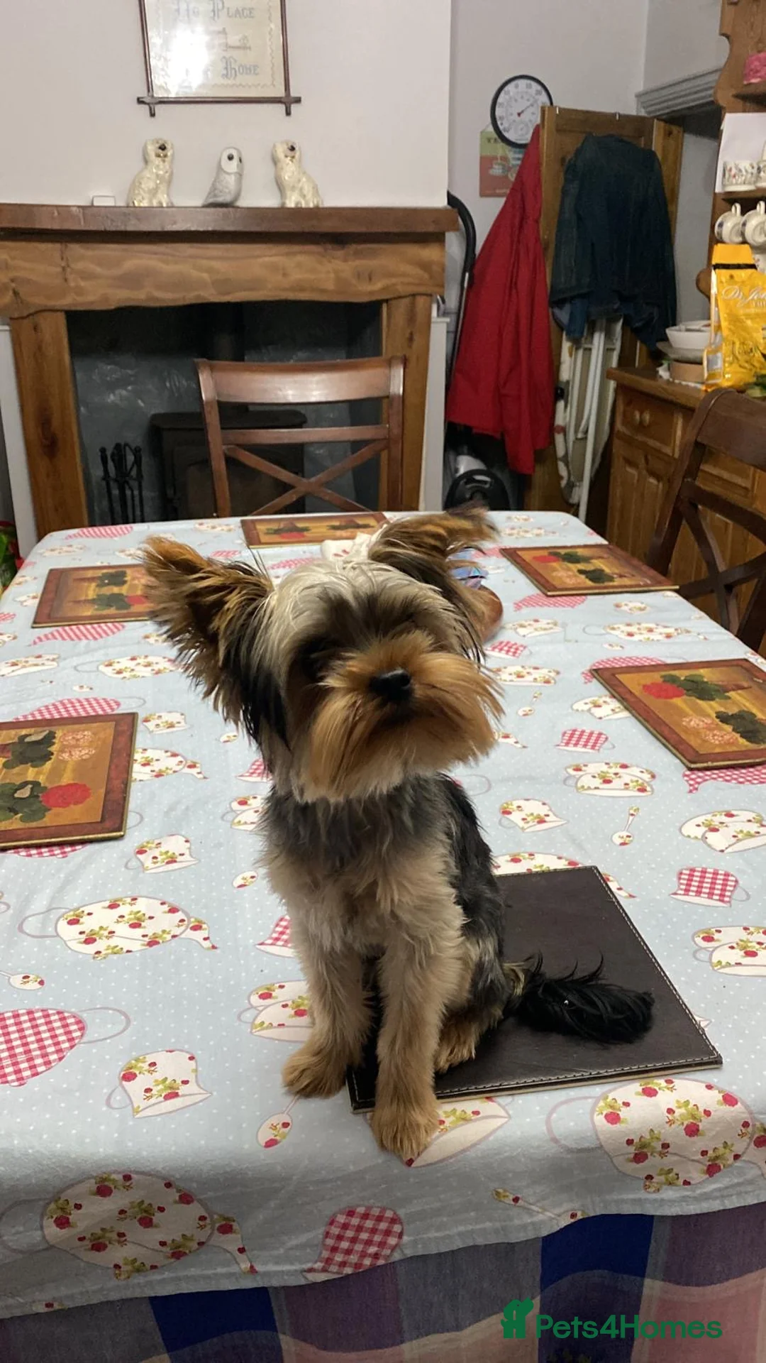 Yorkshire Terrier dogs for stud: FOR STUD KC registered Yorkshire Terrier - Advert 5