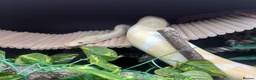 Python Snake reptiles for sale: 7 year old albino ball python friendly  in Watford - Advert 2