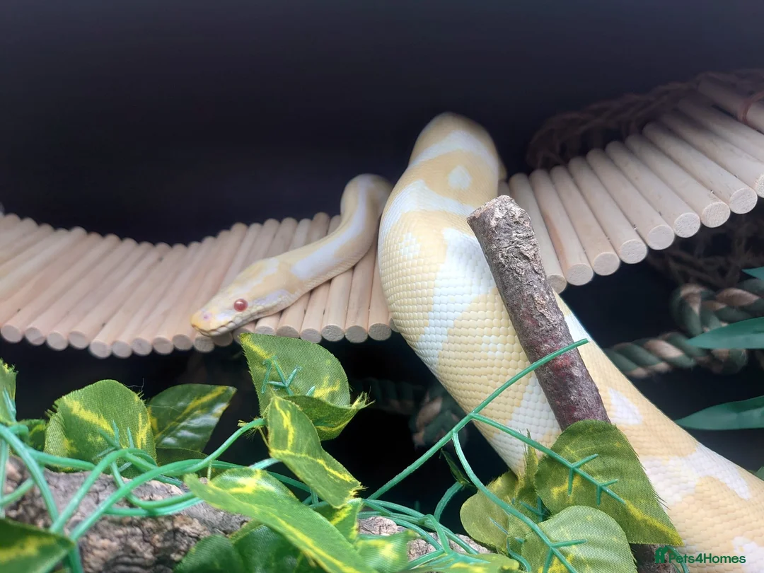 Python Snake reptiles for sale: 7 year old albino ball python friendly  in Watford - Advert 2