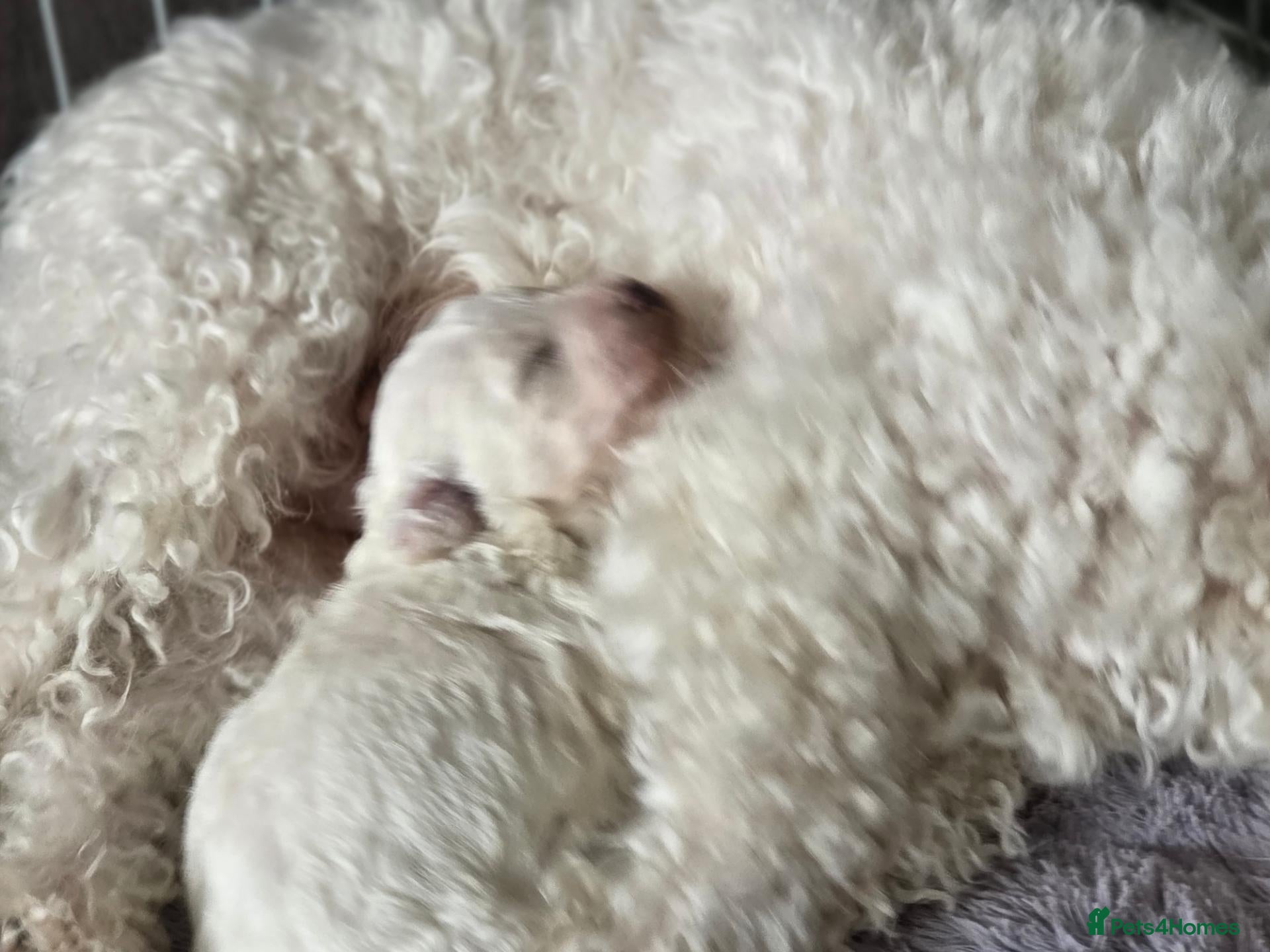 Bichon Frise dogs for sale: Small litter Male Bichon Frise puppy! - Advert 1