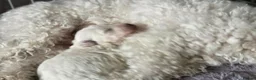 Bichon Frise dogs for sale: Small litter Male Bichon Frise puppy! in Stoke-on-Trent - Advert 1