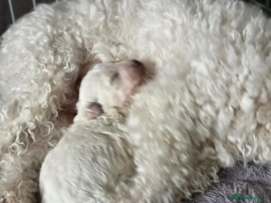 Bichon Frise dogs for sale: Small litter Male Bichon Frise puppy! in Stoke-on-Trent - Advert 1