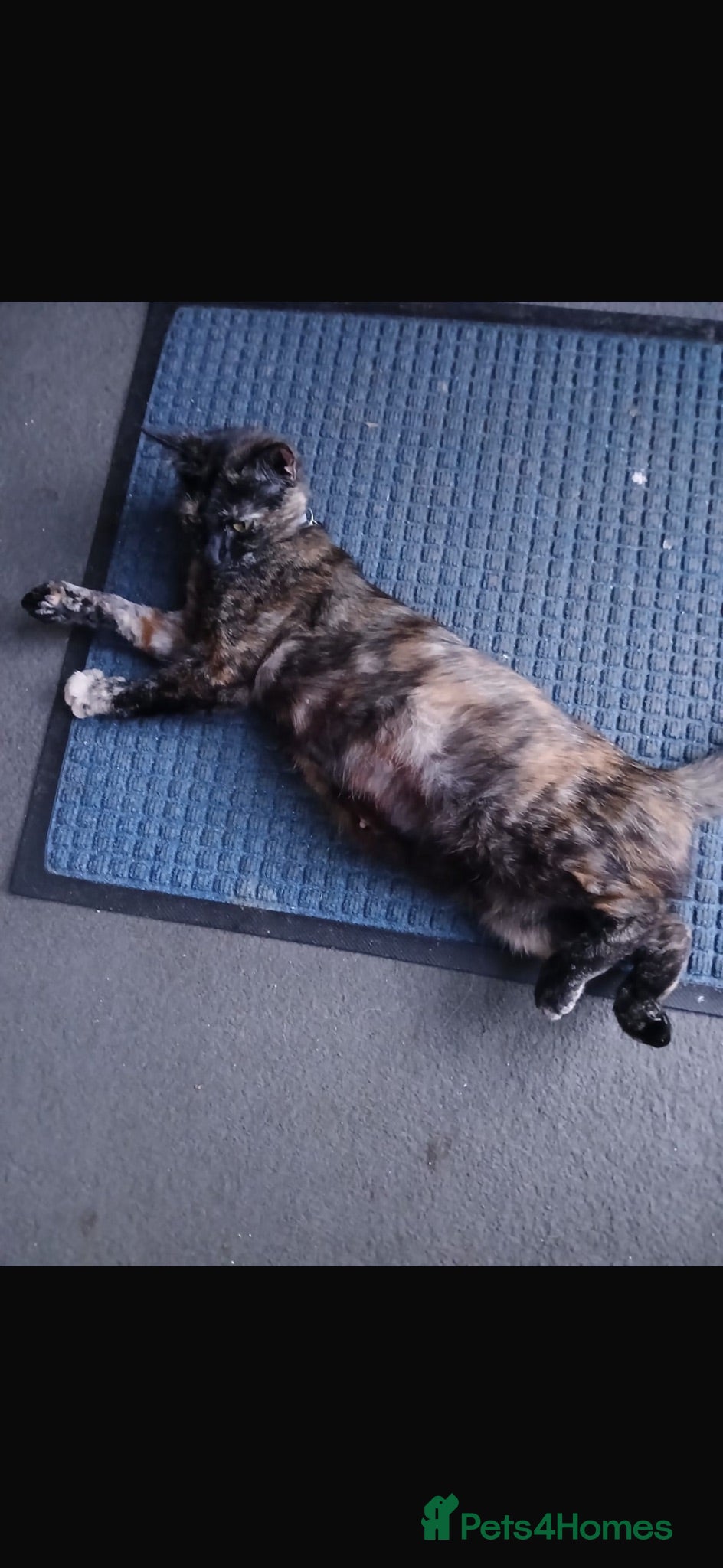 Mixed Breed cats 4 beautiful kittens for sale - Advert 1