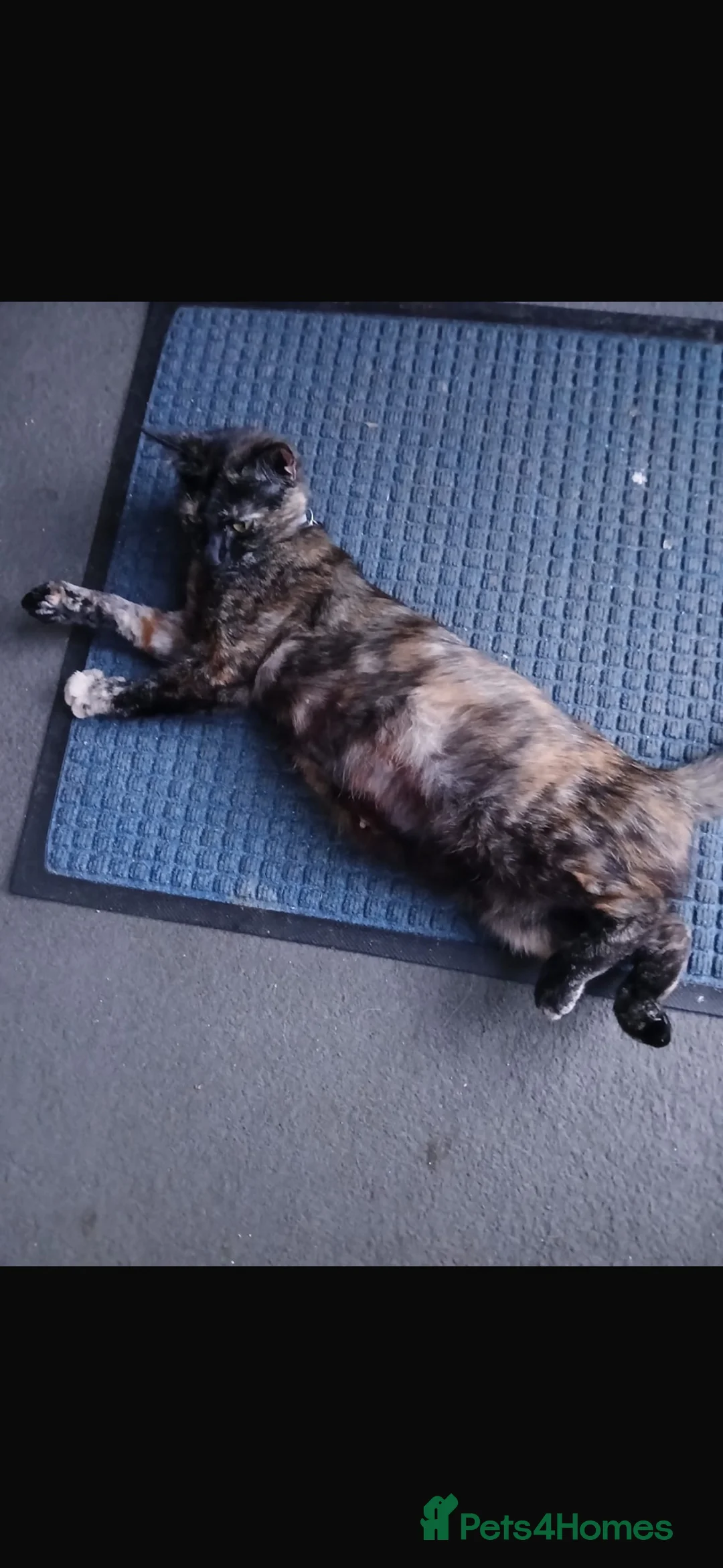 Mixed Breed cats for sale: 4 beautiful kittens for sale - Advert 1
