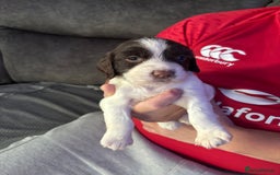 English Springer Spaniel dogs for sale: Beautiful English Springer Spaniel Puppies  - Image 15