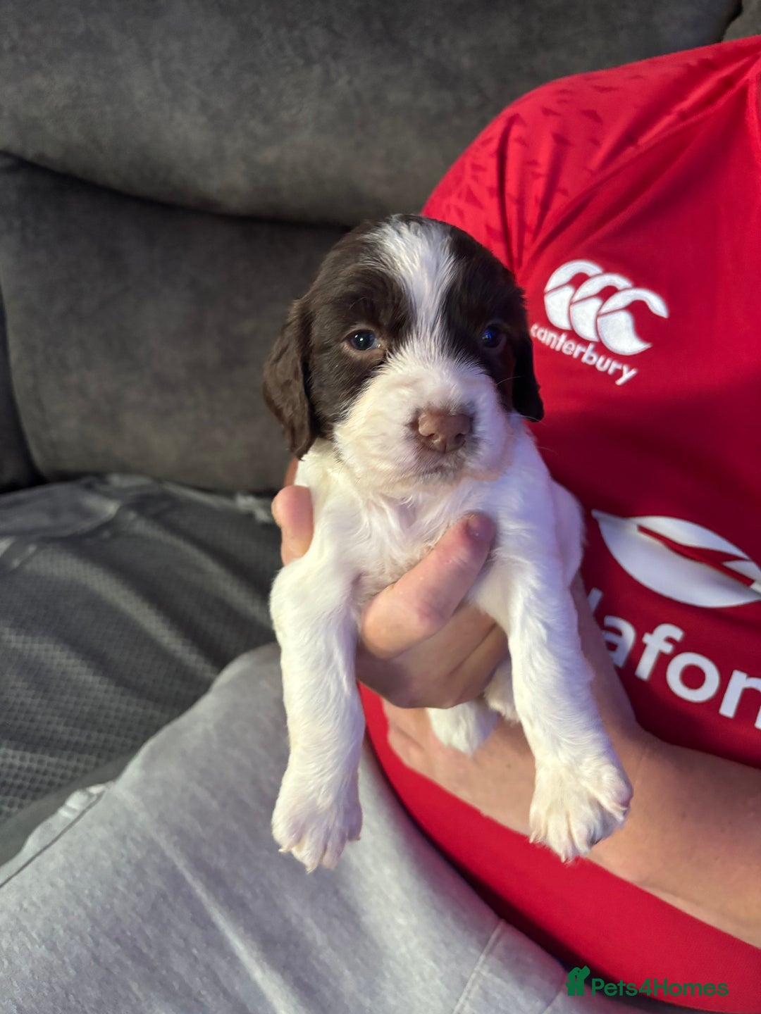 English Springer Spaniel dogs for sale: Beautiful English Springer Spaniel Puppies  - Image 15